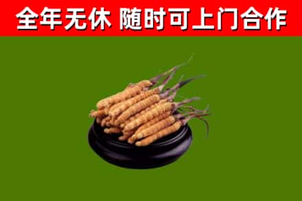 宣威烟酒回收冬虫夏草.jpg